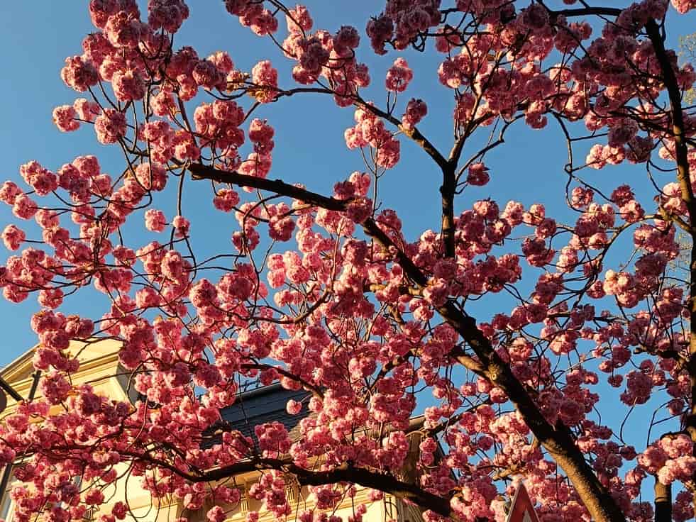 Blühender Kirschbaum Monatsrückblick April