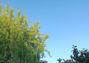 Baum und blauer Himmel