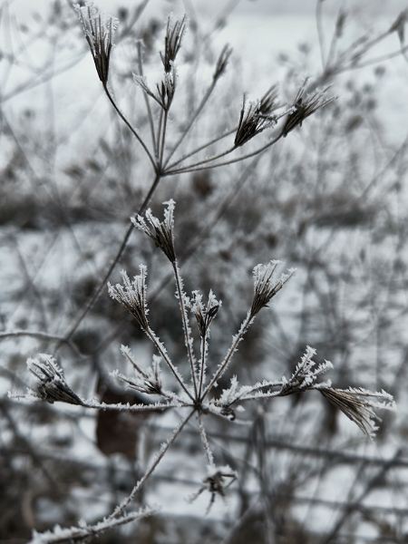 Frostbilder